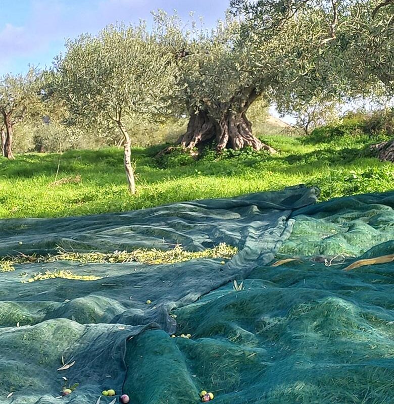 Olio evo