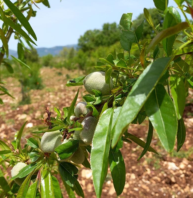 Mandorle Agribio