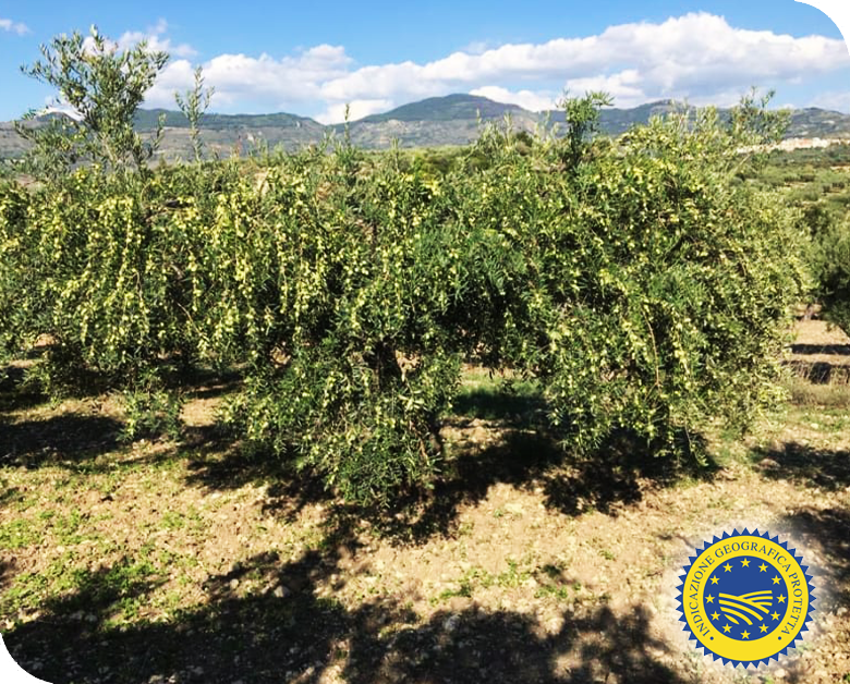 Azienda Agricola Di Salvo